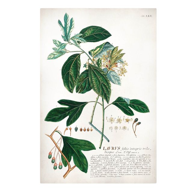 Tavlor blommor Vintage Botanical Illustration Laurel