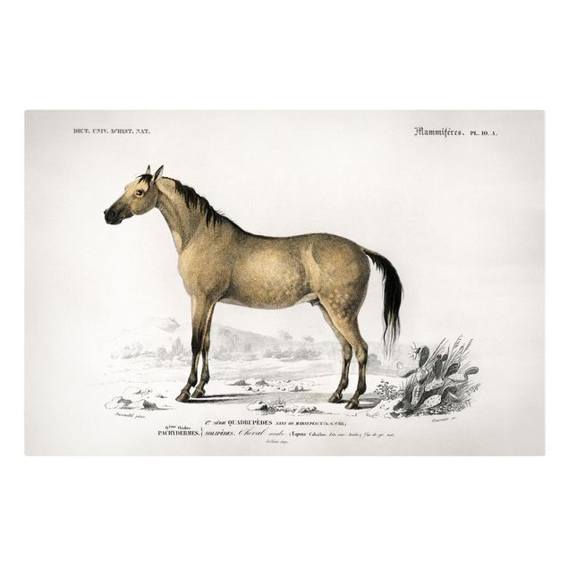 Canvastavlor djur Vintage Board Horse