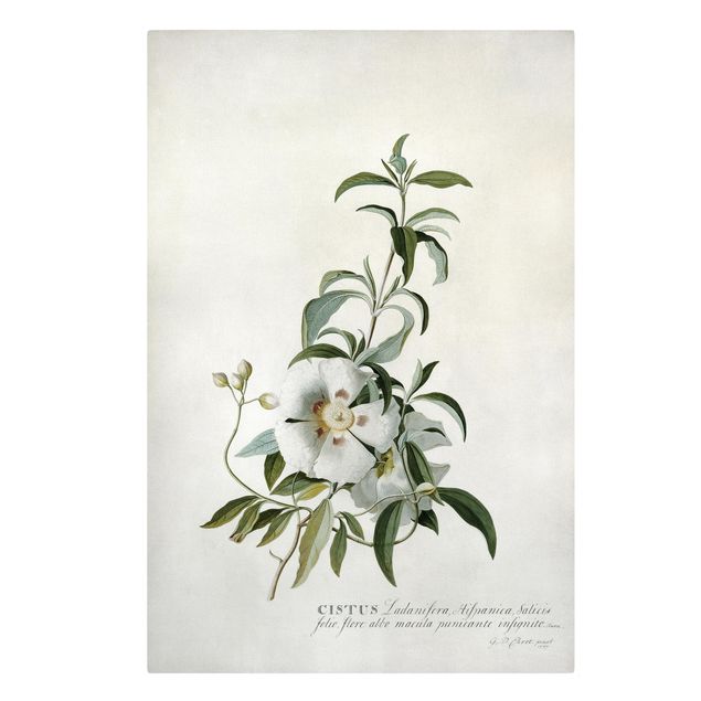 Canvastavlor blommor  Georg Dionysius Ehret - Rockrose