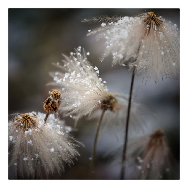 Tavlor blommor  Dandelions With Snowflakes