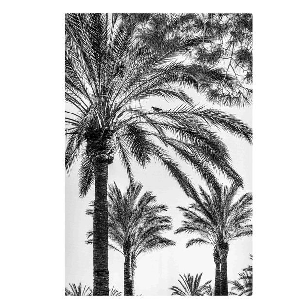 Canvastavlor svart och vitt Palm Trees At Sunset Black And White