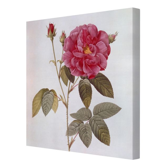 Tavlor blommor Pierre Joseph Redoute - Apothecary's Rose