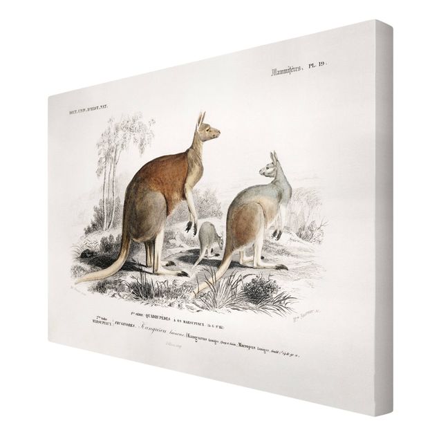 Canvastavlor vintage Vintage Board Kangaroo