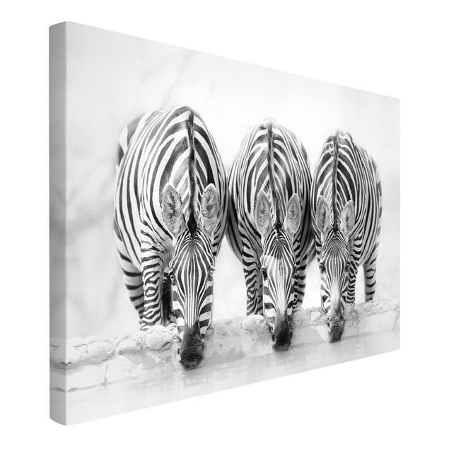Canvastavlor svart och vitt Zebra Trio In Black And White
