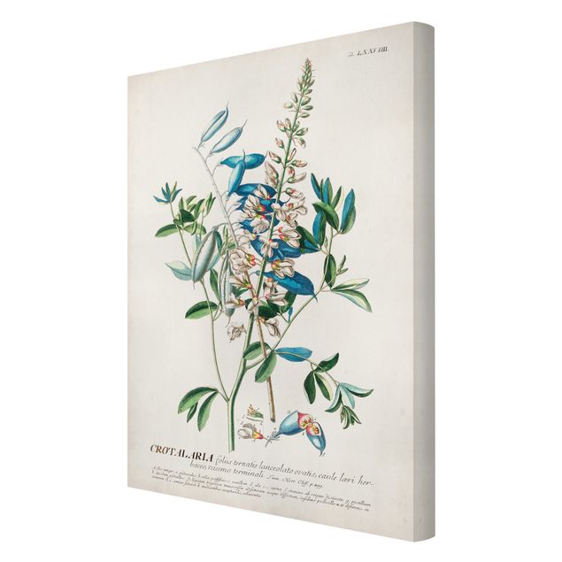 Tavlor Vintage Botanical Illustration Legumes