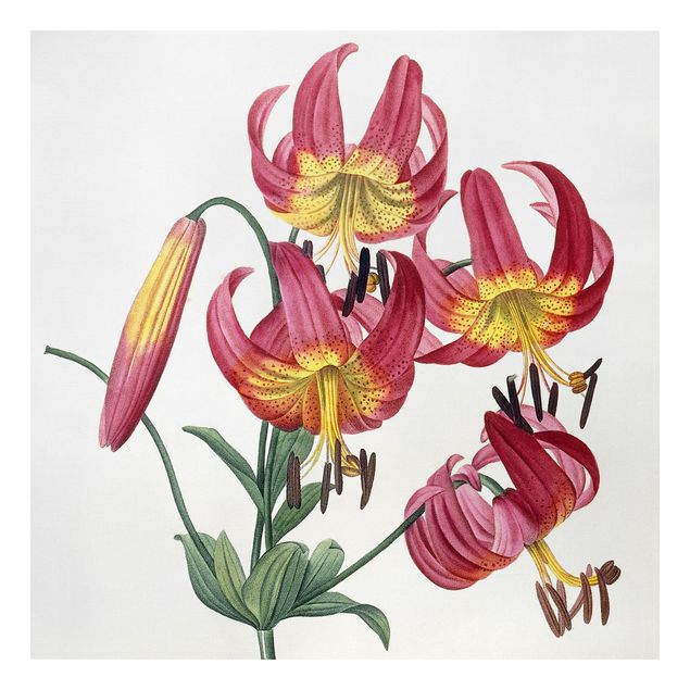 Tavlor blommor Pierre Joseph Redoute - Lilium Superbum
