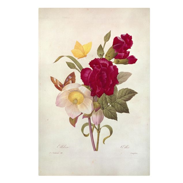 Canvastavlor blommor  Pierre Joseph Redoute - Hellebore