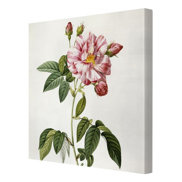 Tavlor blommor Pierre Joseph Redoute - Pink Gallica Rose