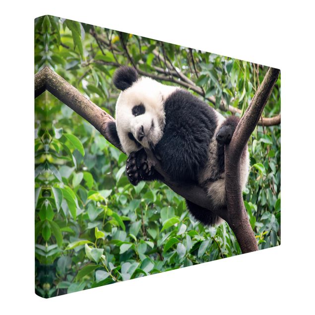 Tavlor landskap Sleeping Panda On Tree Branch