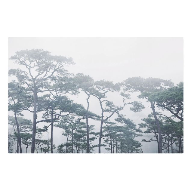 Canvastavlor skogar Treetops In Fog