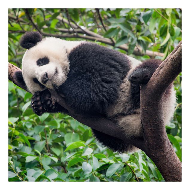 Tavlor djungel Sleeping Panda On Tree Branch