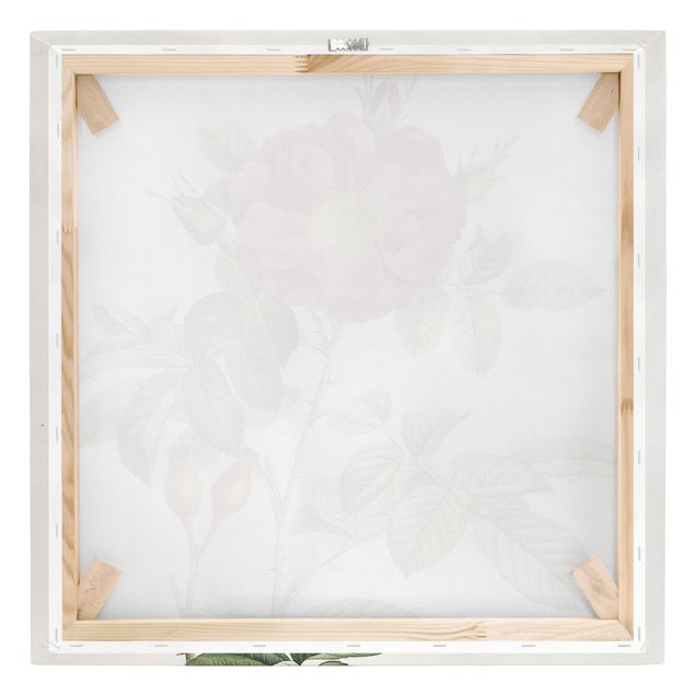 Tavlor blommor  Pierre Joseph Redoute - Portland Rose
