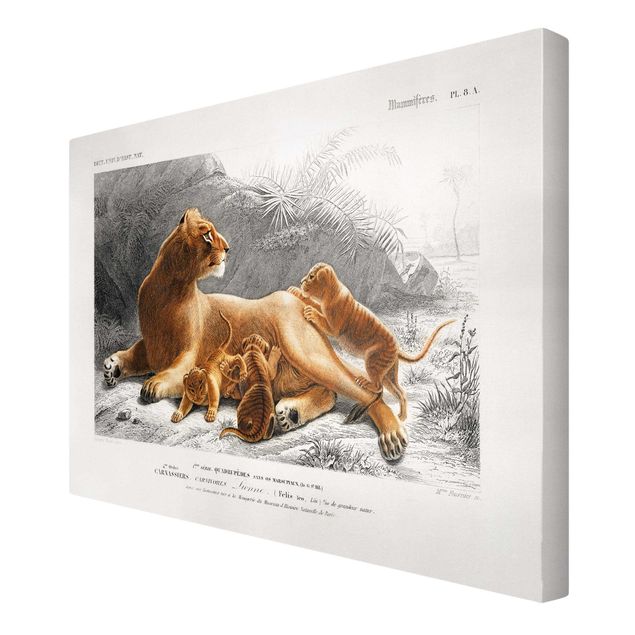Tavlor landskap Vintage Board Lioness And Lion Cubs