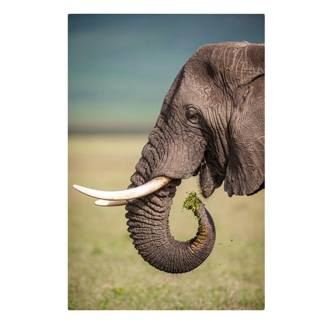 Canvastavlor djur Feeding Elephants In Africa