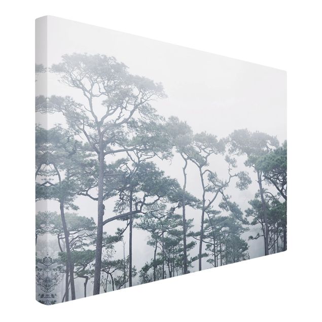 Canvastavlor landskap Treetops In Fog