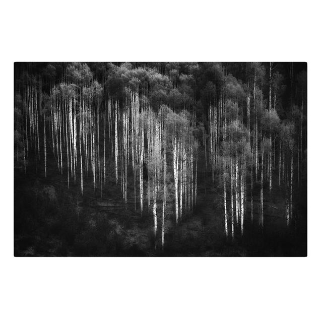 Canvastavlor landskap Birch Forest In Aspen