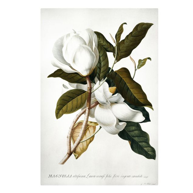 Tavlor blommor Georg Dionysius Ehret - Magnolia