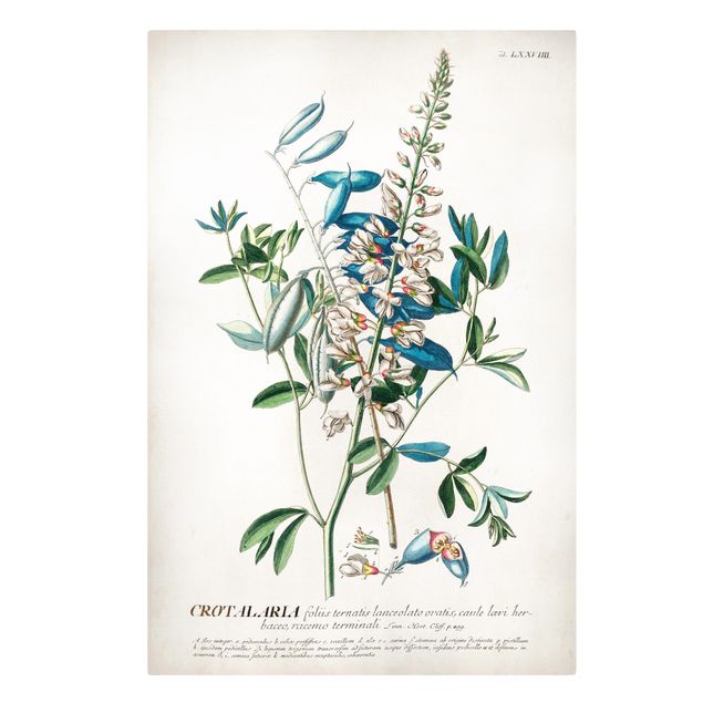 Tavlor blå Vintage Botanical Illustration Legumes