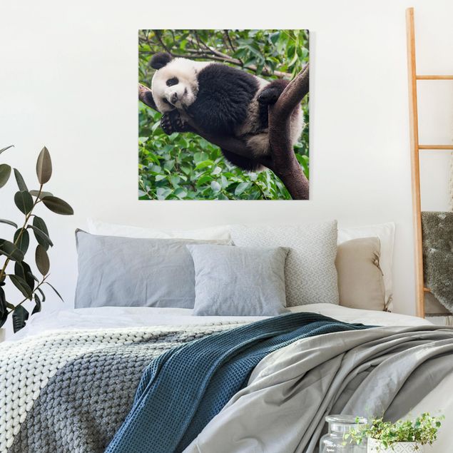 Tavlor pandor Sleeping Panda On Tree Branch