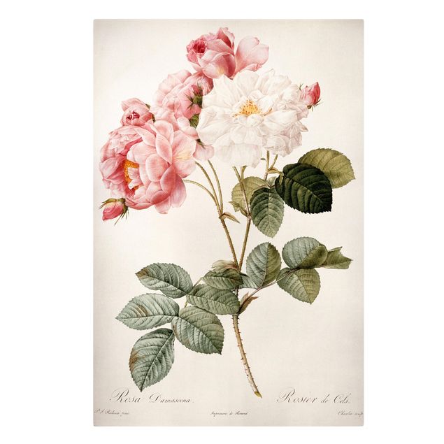 Canvastavlor blommor  Pierre Joseph Redoute - Pink Damascena