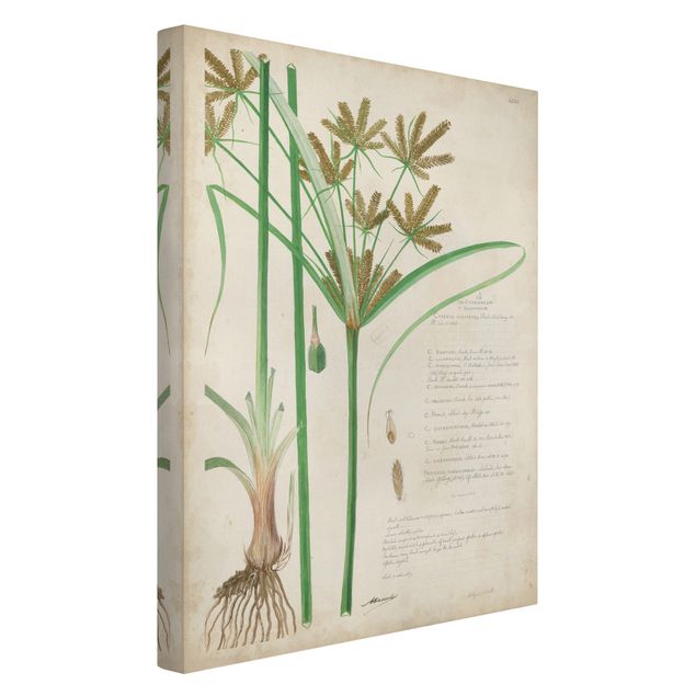 Tavlor blommor Vintage Botany Drawing Grasses I