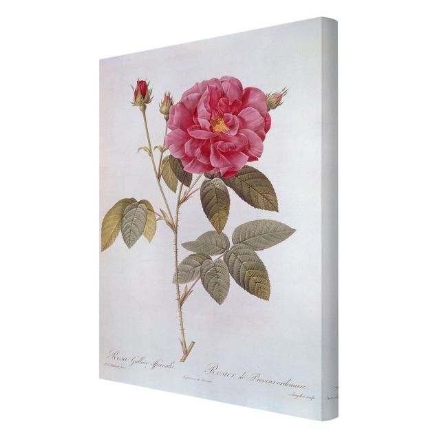Tavlor blommor Pierre Joseph Redoute - Apothecary's Rose