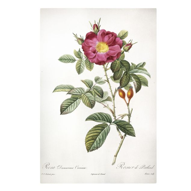 Canvastavlor blommor  Pierre Joseph Redoute - Portland Rose