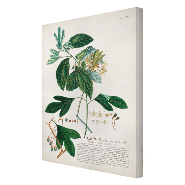 Tavlor grön Vintage Botanical Illustration Laurel