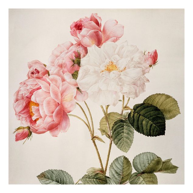 Canvastavlor blommor  Pierre Joseph Redoute - Pink Damascena