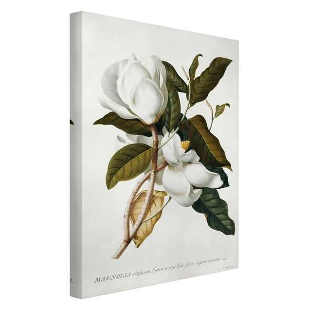 Canvastavlor blommor  Georg Dionysius Ehret - Magnolia