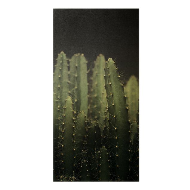 Guld Desert Cactus At Night
