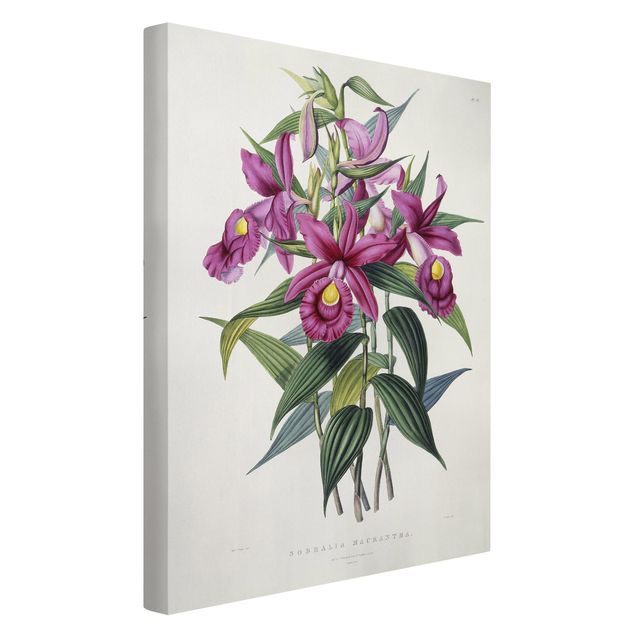 Konstutskrifter Maxim Gauci - Orchid I