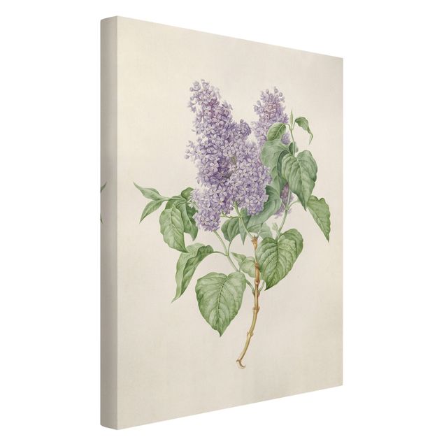 Canvastavlor blommor  Maria Geertruyd Barber-Snabilie - Lilac