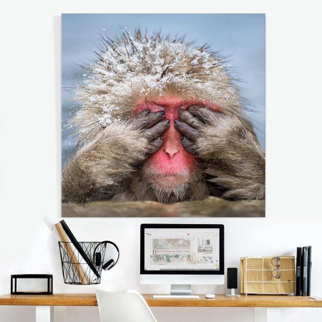 Canvastavlor apor Japanese Macaque