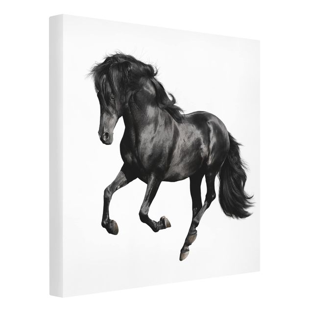 Canvastavlor svart och vitt Arabian Stallion