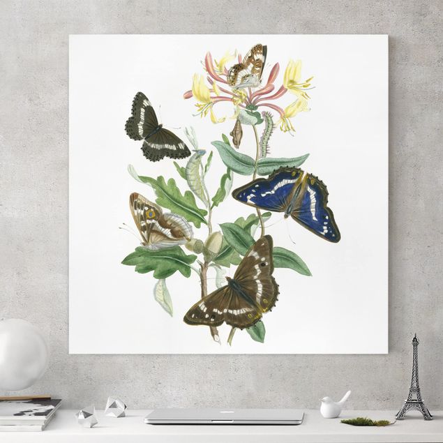 Canvastavlor schemtterlings British Butterflies IV