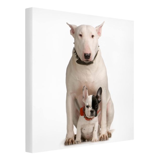 Canvastavlor djur Bull Terrier and Friend