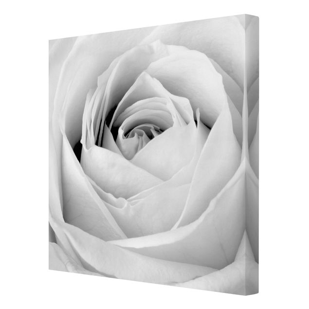 Tavlor svart och vitt Close Up Rose