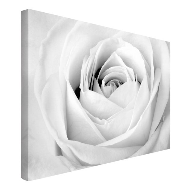 Canvastavlor svart och vitt Close Up Rose