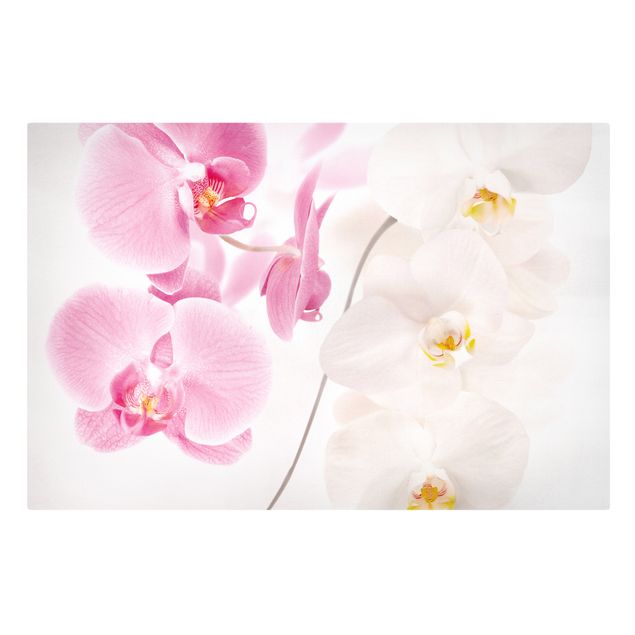 Canvastavlor blommor  Delicate Orchids