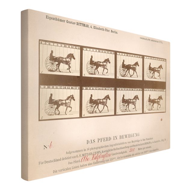 Konstutskrifter Eadweard Muybridge - The horse in Motion
