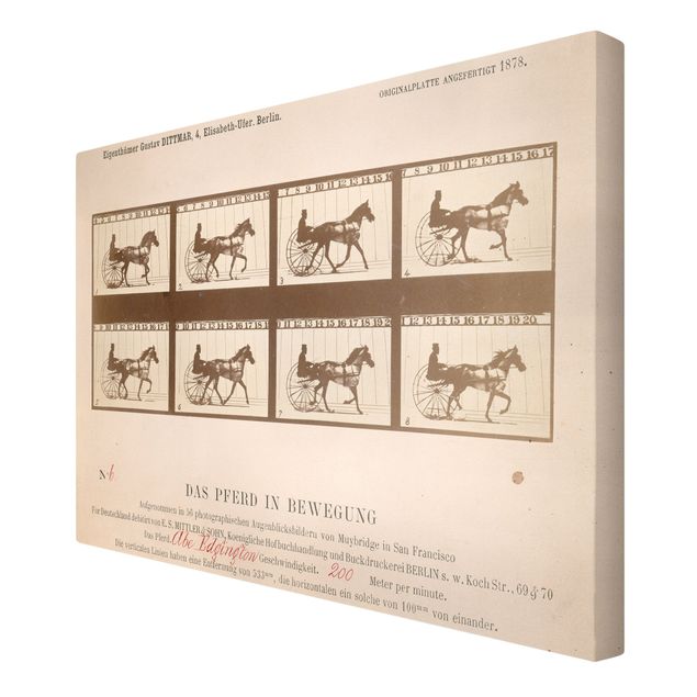 Canvastavlor konstutskrifter Eadweard Muybridge - The horse in Motion