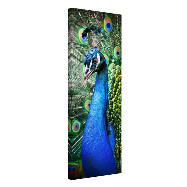 Canvastavlor djur Noble Peacock