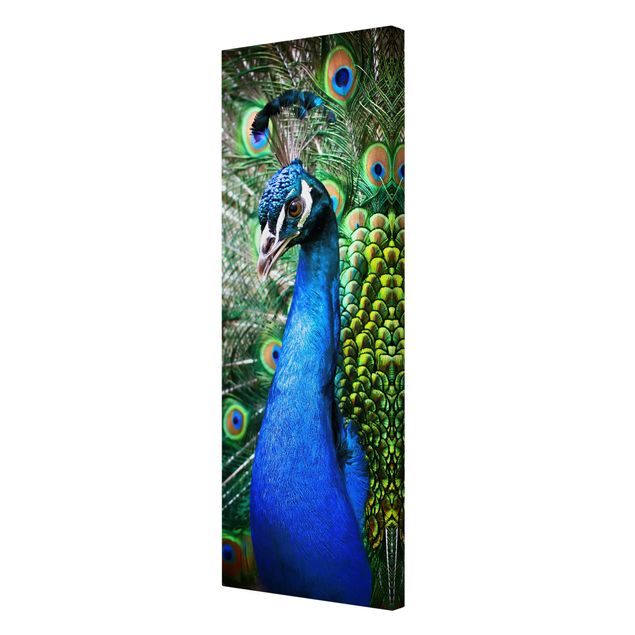 Tavlor blå Noble Peacock