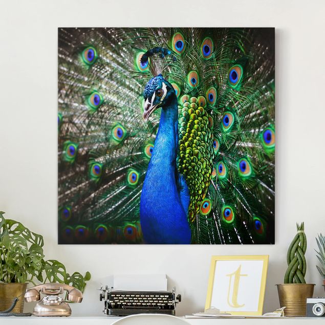 Canvastavlor fåglar Noble Peacock