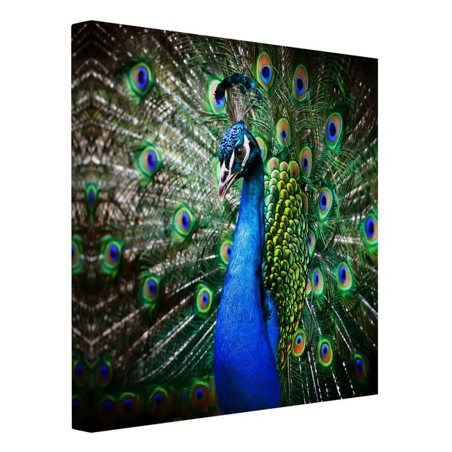Canvastavlor djur Noble Peacock