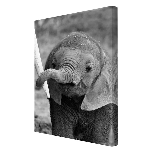 Tavlor modernt Baby Elephant