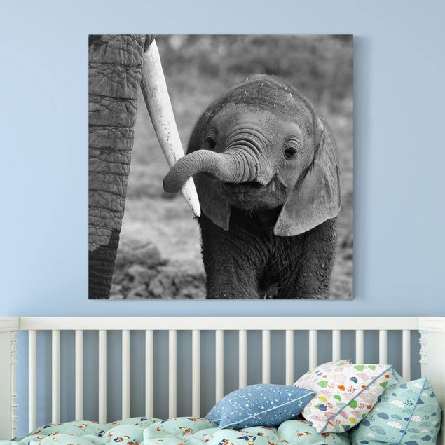 Canvastavlor elefanter Baby Elephant