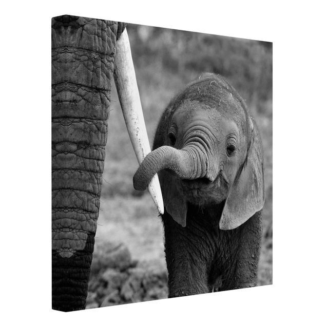 Canvastavlor svart och vitt Baby Elephant