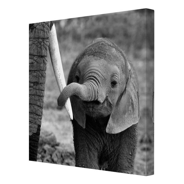 Tavlor modernt Baby Elephant